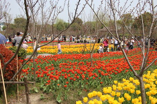 春日花海中的赏景人群