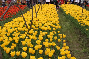 春日烂漫郁金香花海
