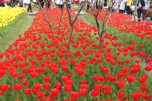 绚烂红郁金香花海景观