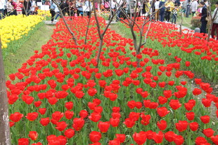 绚烂花海中的多彩郁金香