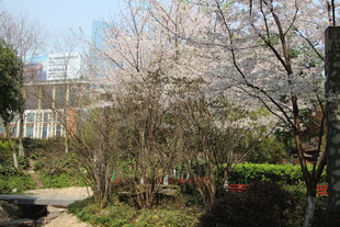 春日烂漫樱花小道