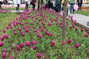 烂漫郁金香花丛景观