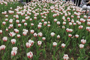 缤纷郁金香花海美景