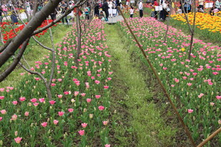 缤纷郁金香花田美景