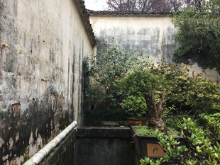 老旧墙边的绿植景致