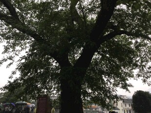 繁茂大树下的城市景象