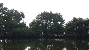 湖畔绿树倒映宁静景致