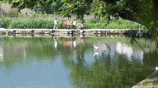 湖畔休闲场景 人鸟共乐