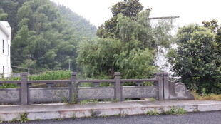 庭院外的绿植与围墙