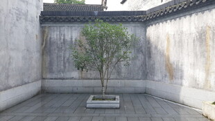 中式庭院中的孤植树景