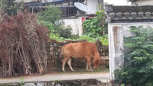 乡村小道上的黄牛