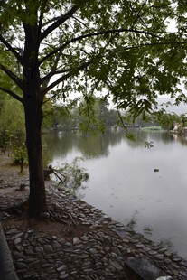 湖畔树木与宁静水面