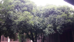 繁茂绿树环绕的静谧场景