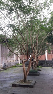 庭院中排列的繁茂树木