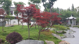 中式庭院景观 花木小径