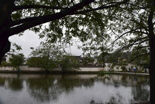 湖畔绿树成荫的静谧景致