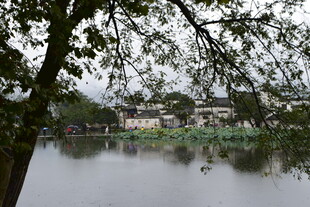 湖畔树影下的宁静水乡