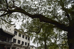 古树下的中式建筑景观