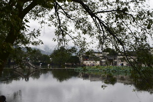 湖畔树影下的静谧水乡风光