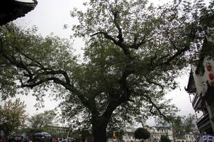 古老大树屹立于建筑旁