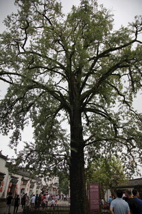 古树下的人群与繁茂枝叶