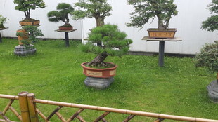 庭院中的精致盆景景观