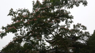 枝头繁茂的绿树