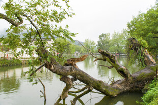 河边歪倒老树与栖息鸟儿