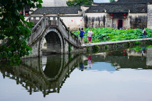 江南水乡石桥荷塘美景