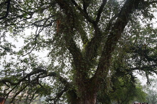 古老大树展现繁茂姿态