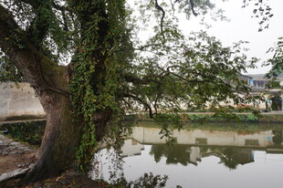 河畔垂柳 静谧水乡景致