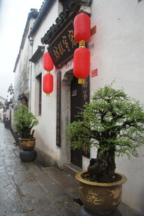 古巷红灯下的雅致盆景