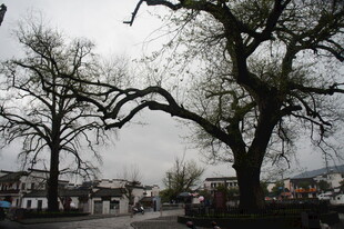 雨中光秃大树下的小镇景象