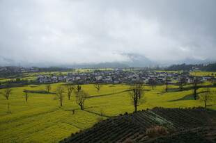 金黄田野中的乡村景致