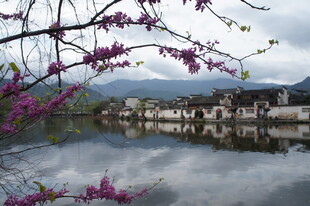湖畔粉花映衬古朴村落
