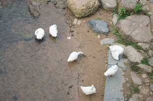 溪边漫步的几只白鹅