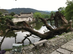 古村水边倾斜老树景观