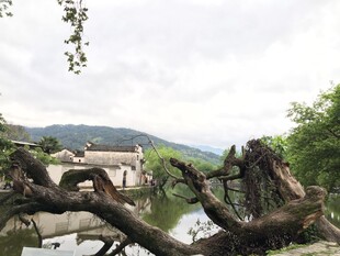 溪边枯树与远处村落景色