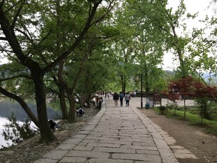 林荫小道上的悠闲漫步