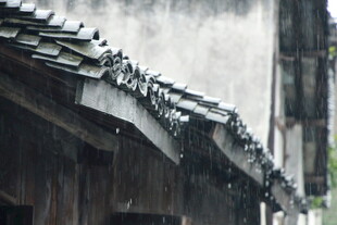 雨中屋檐 鸟儿栖息
