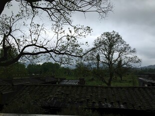 雨中村落 老树瓦房景致