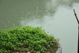 水边绿植 清新自然景致