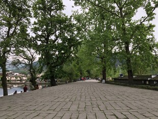 林荫铺石路 静谧景致