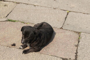 蹲坐地面的黑色小狗