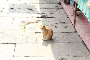 街道上独自蹲坐的橘猫