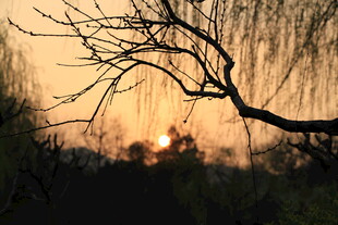 夕阳下的柳树枝条