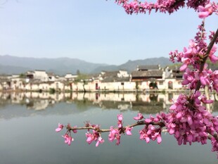 湖畔粉花映衬古朴村落