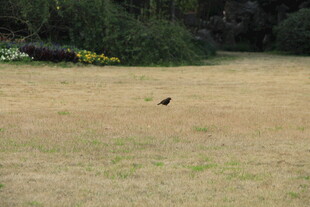 草地中的黑色小鸟