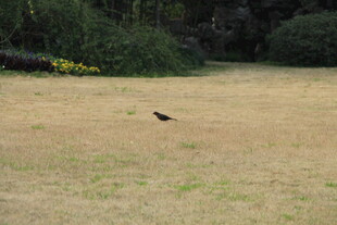 田野中独自行走的鸟儿