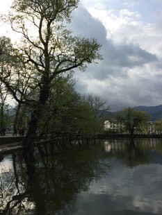 湖畔枯树映于平静湖水